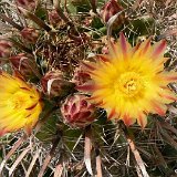 Ferocactus herrerae ex horridus JL